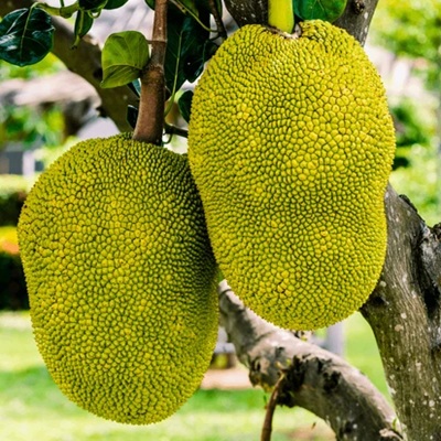 jackfruit jackfruit
