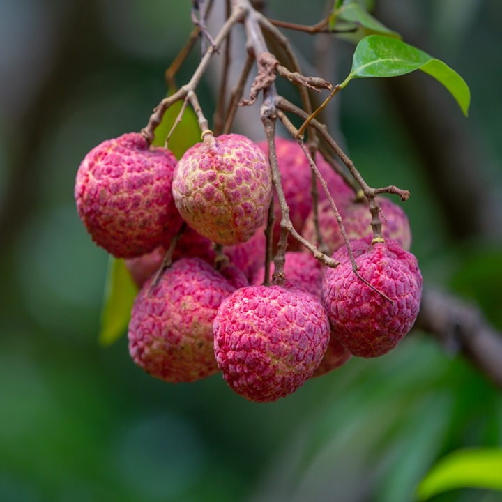 Lychee background in the garden Lychee background in the garden